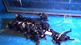 世界首例海豚抗住50度温差在哈尔滨安家