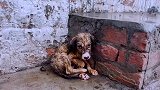流浪的狗狗遇到暴风雨，幸好遇到好心的男子救了它