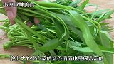 炒空心菜时发黑焯水加醋都不对，大厨教您1招，空心菜又脆又绿
