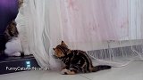 隔着一层纱玩耍的猫咪们，看这调皮的样子，真是可爱呢！