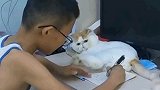 猫：你今天不陪我玩会，你也别想做作业！