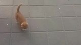 猫：叫我干啥啊，又不给我点吃的！