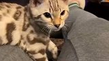 超级好看的豹纹猫咪