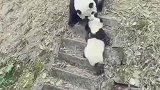 熊猫狠起来六亲不认