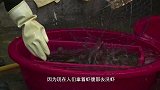 小龙虾这么洗真干净！全方位激流喷射式清洗，还带臭氧杀菌消毒