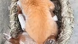 猫：还是狗哥这床上睡着舒服！