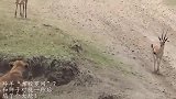 羚羊“自投罗网”？和狮子对视一秒后，尴了个大尬！
