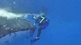 科学家潜水遇鲨鱼 座头鲸霸气当“护花使者”