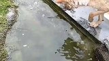 现在这狗都都开始抓鱼了