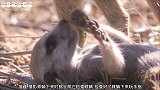 猫鼬和很亲近，主动站到头顶上，观察周围有没有危险