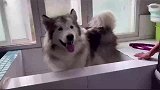 阿拉斯加犬被主人骗去洗澡，从今以后它不会原谅主人！
