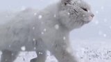 这就是猫咪在雪地的欢乐时光，下一幕拍到的画面，看完真是太唯美