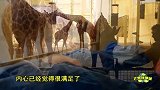 长颈鹿主动献吻 哇的一声哭出来