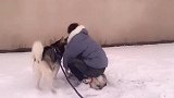 找了个南方的男朋友，第一次带着狗狗来北方，雪地里玩的可嗨