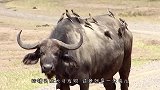 “非洲红人”牛椋鸟，擅长给动物采耳，不收钱只收肉的那种