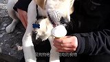 狗狗不能吃的食物，对它们来说就是毒药，一勺就能杀死一只狗
