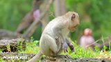 小猴子受伤后，猴妈几乎不管它，寻找食物的身影让人心酸