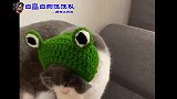 川岛猫郎的新装 绿帽子带起来带起来 可爱的猫猫 爱你没商量