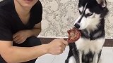 哈士奇可不是金毛，有鸡腿就吃了，谁还管你铲屎官啊！