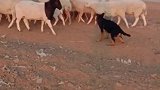 德牧犬认真工作，放牧牛羊