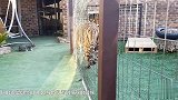 小老虎把猫咪当成同类 扑上去又亲又咬 猫咪的反应亮了！
