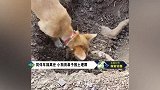 感人！泰国狗狗用鼻子挖土埋葬被汽车撞死的伙伴