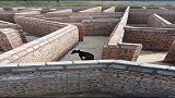 狗狗走进迷宫，一天还没出来