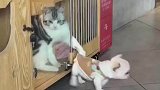 宠物店中猫咪抓住一只小狗