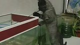 小猫来钓鱼了，愿者上钩哈
