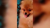 狗狗瞪着圆圆的眼睛，时不时地伸出他的小舌头，简直太可爱了！