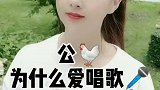 为什么公鸡总爱唱歌？花生逗呀