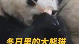 看冬日里大熊猫呆萌又可爱