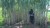 吃甘蔗啦！现砍的那种，村花说了随便吃