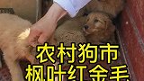 小金毛在农村狗市