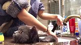 都说给猫咪洗澡困难，我家的猫咪完全没有挑战性啊