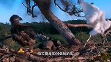 白头雕捕杀黄头鹭，黄头鹭装死逃生，白头雕楞了！