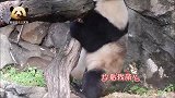 熊猫贝贝浑身脏兮兮，却透着一种别样的萌，一脸懵的样子更是可爱