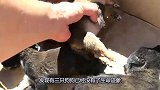 被恶意抛弃的狗狗，坚强的活下来了一只，看着太可怜