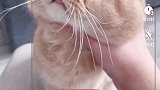 你看他多开心猫咪 猫咪日常 万物来拜年