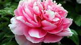 中国传统名花牡丹花的话语是什么？
