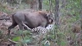 疣猪反击猎豹，豹与疣猪搏斗至死，画面高燃