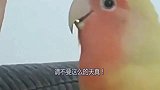 鹦鹉模仿有一套，模仿主人手机铃声太逼真，铲屎官休息简直噩梦！