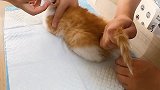 铲屎的这次真的对猫咪下毒手了