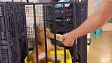 狗狗把伸手不打笑脸狗表现的淋漓尽致