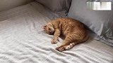 主人出去两天回来，猫咪正睡在主人床上不知今夕是何夕！