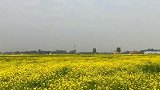 济南也有一片油菜花