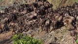 弱肉强食：鳄鱼捕食迁徙过河的角马