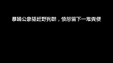 暴躁公象驱赶野狗群，愤怒留下一堆粪便，野狗的做法却让我恶心！