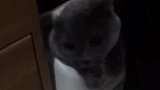 猫：你干啥，不要随便敲我的门！