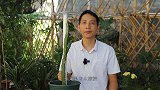 想让火龙果产量更高，果实更甜，就要牢记这些技巧